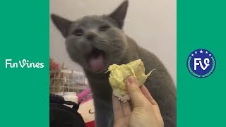 Dogs and Cats Reaction to Smelling Durian   Fun Videos Compilation P22