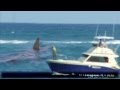 Megalodon Shark caught on Tape The Real Megalodon Found Alive