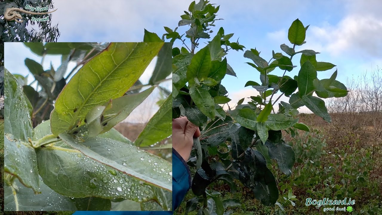 eucalyptus-blue-gum-psyllid-control-youtube