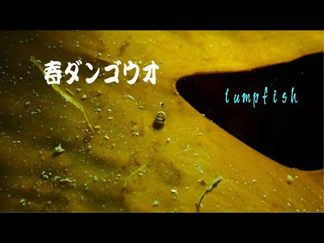 lumpfish（ダンゴウオ）