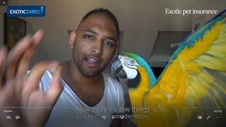 How to train a parrot to step up