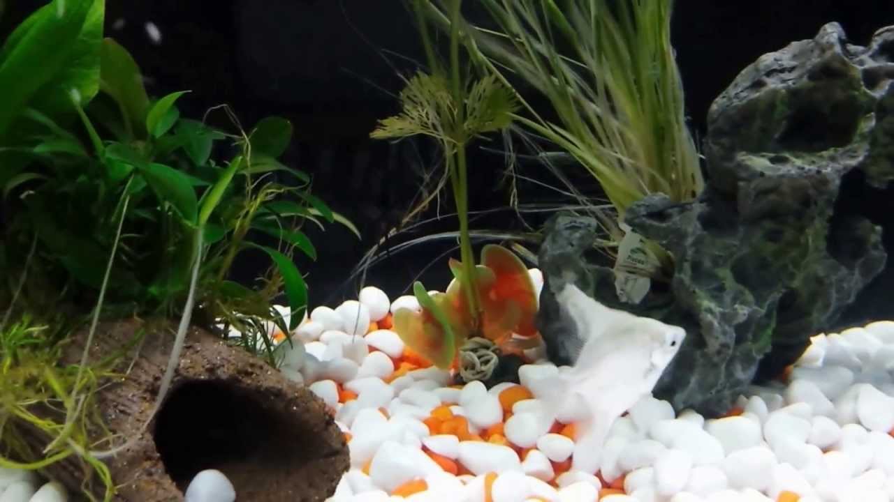Cheap 10 Gallon Aquarium Setup - YouTube