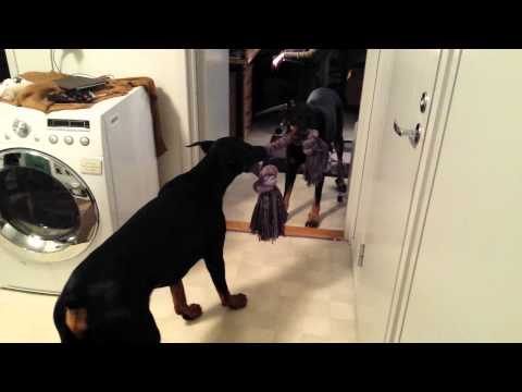 Videó: Különbség Doberman és Beauceron Között