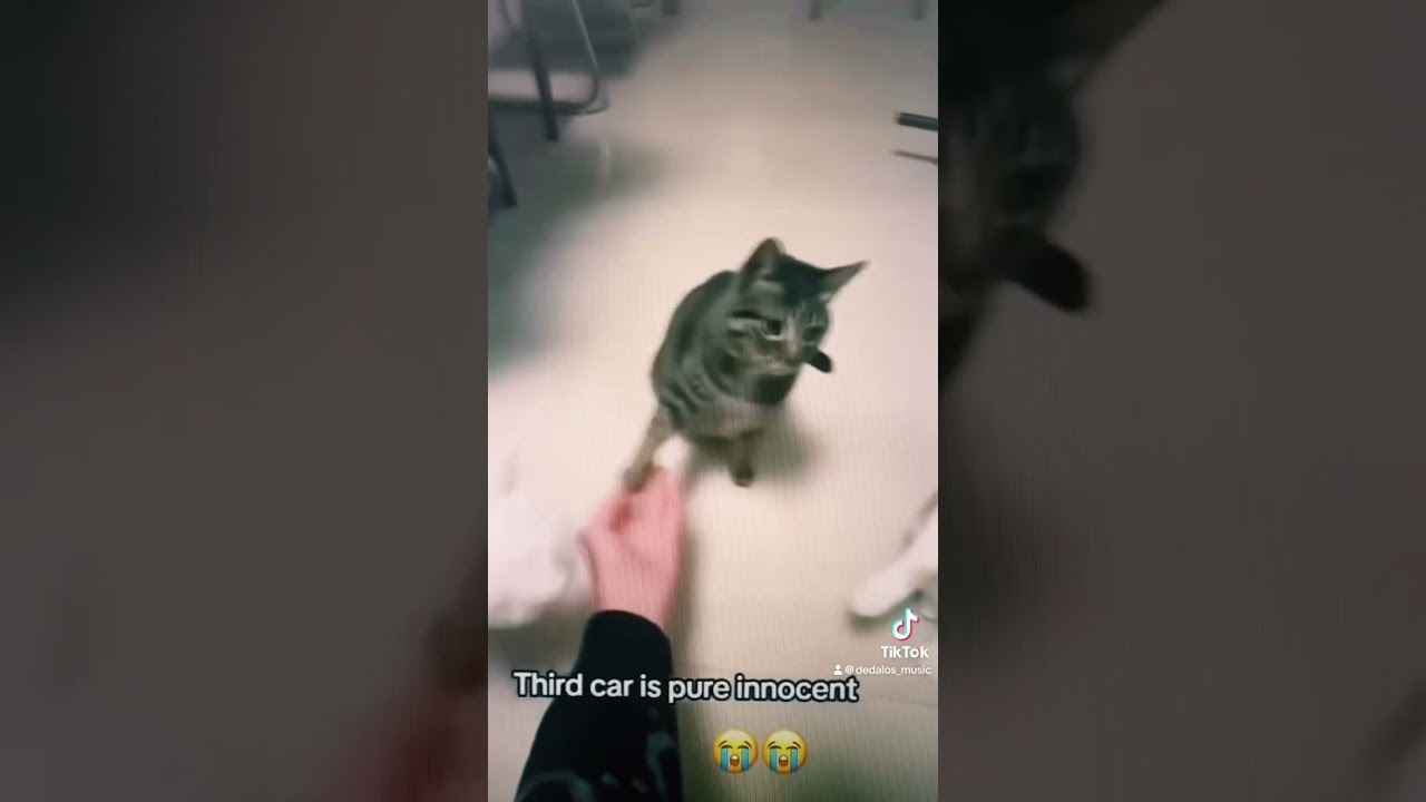 #catshorts #cat #cats