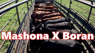 Mashona Boran Cattle