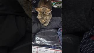 Şapkanın Altından Kedi Çıktı