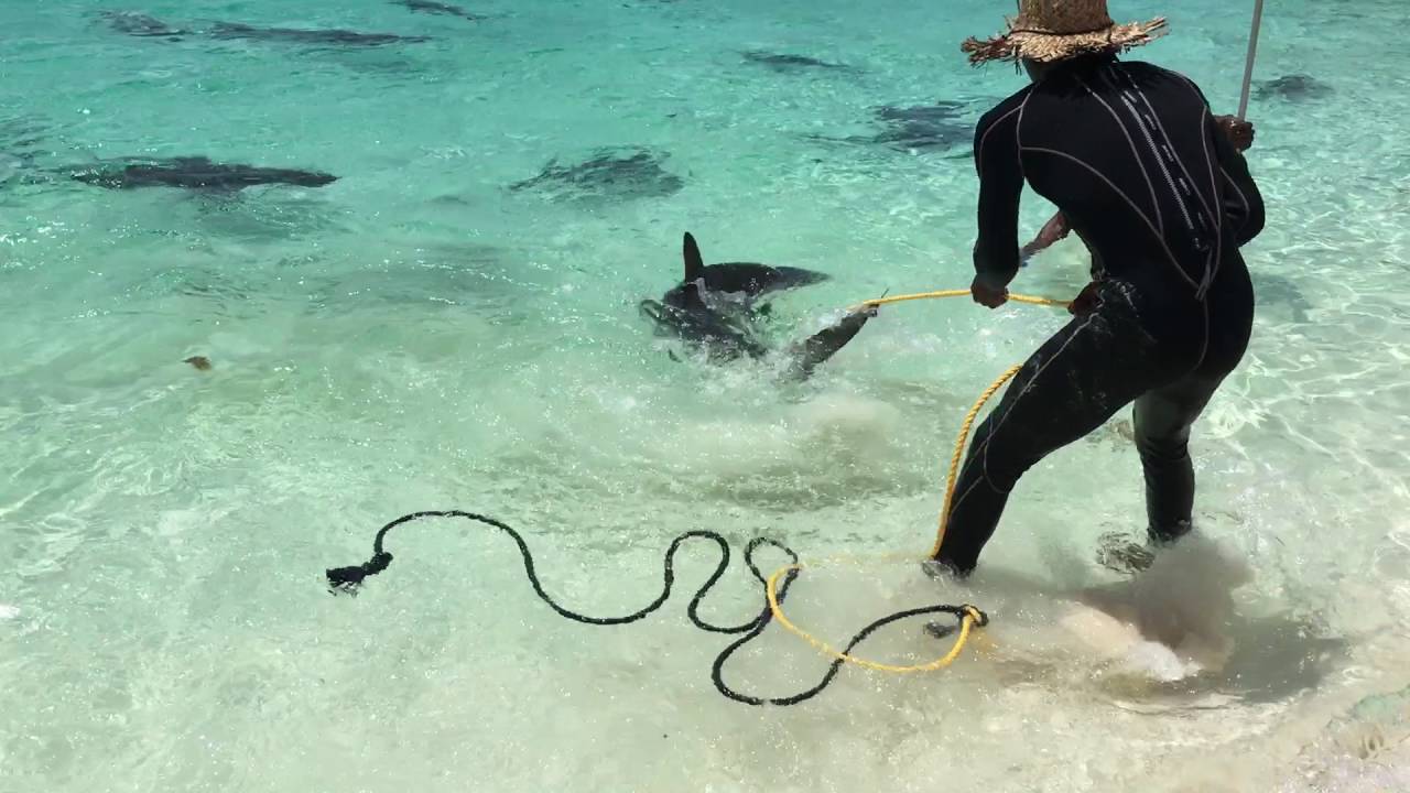 Sharks in Exuma Bahamas 2016 YouTube