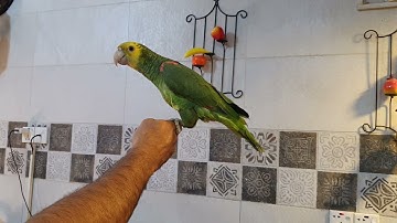 ببغاء امزوني دبل يلوهيد مزارع فراخ متكلم سورة الإخلاص ومفردات وجمل مؤيد أمازون 009647708983300.