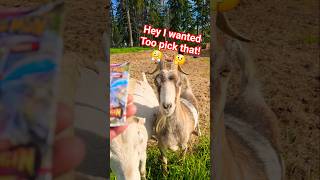 The GOAT Picks the Pack Ep 251 #pokemon #pokemoncollector #pokemonchannel #goats #shorts #tcg #goat