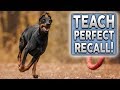 How To Teach PERFECT Recall! Stop Your Dog Ignoring You Off Leash!