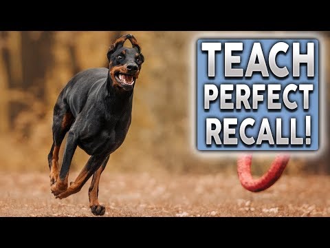 Video: Dos And Donits Of Recall Training