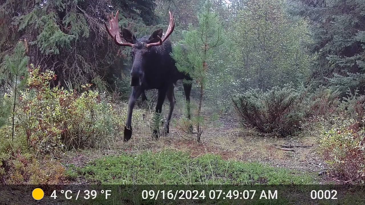Vital Ground - 2024 Trail Cam Compilation