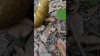 Cracked Cap Bolete Mushroom / fungi  #shorts