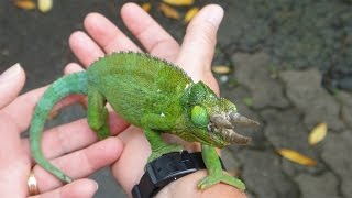 HOW TO TAME A CHAMELEON