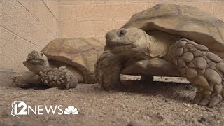 Woman reunites with tortoises that were stolen from backyard