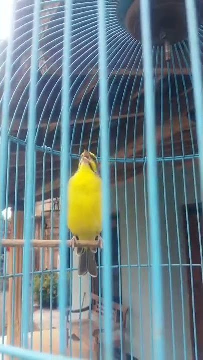 BURUNG Pancingan Mozambik gacor | | #shorts #birds #burung #animals #burungindonesia