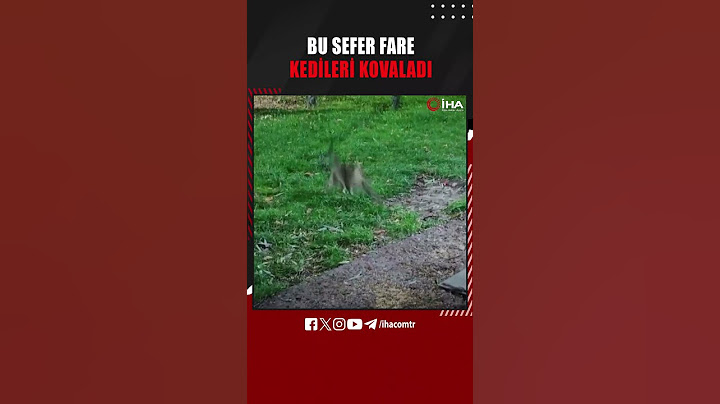 Kayseri'de iki kedinin ortasında kalan fare,kaçmak yerine üzerine gelen kedileri korkutarak kovaladı