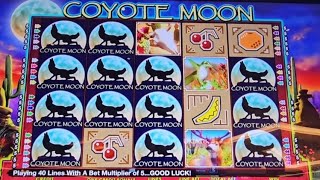 Coyote Moon with WILD SURPRISE