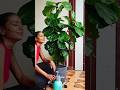 How I Clean My Fiddle Leaf Fig | Indoor Plant Care Routine 🌿