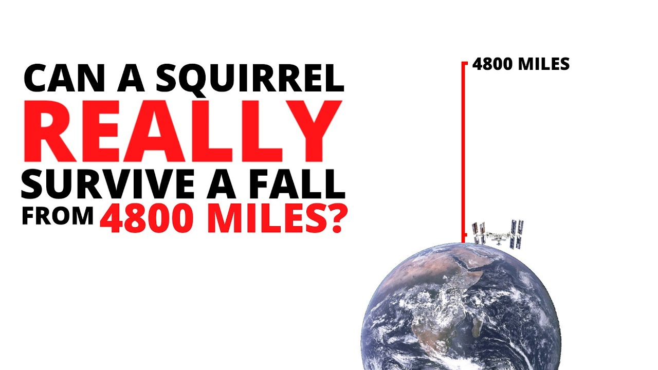 How Far Can Squirrels Fall Without Getting Hurt