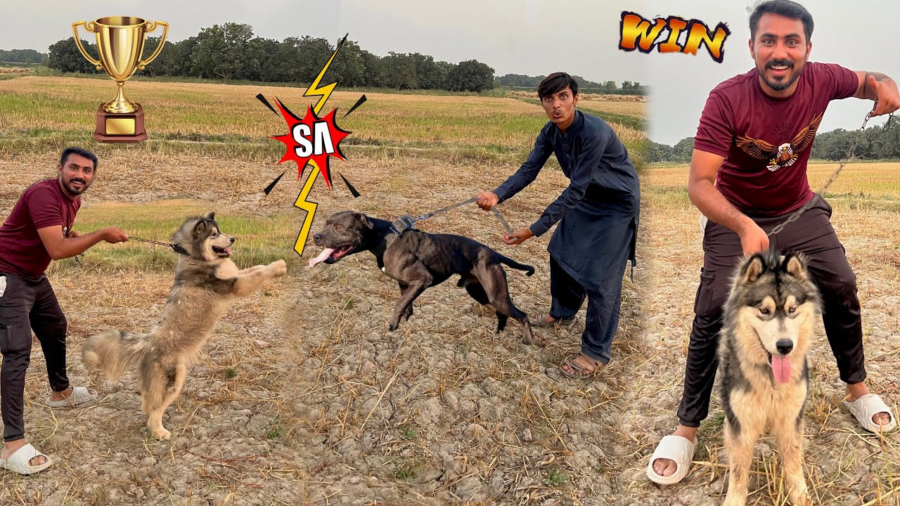 Hamza Bhai Ka Dog 🐕 Talha Bhai Ke Dog Se Jeet Gaya 🥳