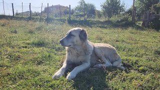 IDDAA EDİYORUM TURKİYEDE BÖYLE KANGAL GÖRMEDİNİZ?. SIZCE BU KÖPEK KANGAL MI ? #kangal #dog