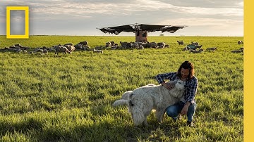 Regeneration in Action | Building Resilient Farms in Iowa | National Geographic