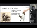 Webinar sobre Alimentación Natural BARF para Gatos