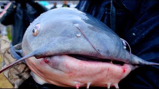 MONSTER Catfish in the Youtubers Catfish Tournament