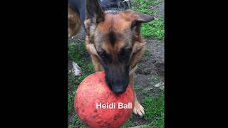 Heidi Ball by Canis Amator 20 views 6 years ago 2 minutes, 22 seconds