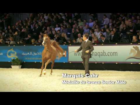 ARABIAN HORSES ' WORLD CHAMPIONSHIP' PARIS DECEMBR...