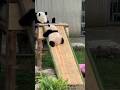 cuite little animal #viral #shorts