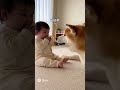 秋田犬と赤ちゃんがワンワンと言いあって楽しむ