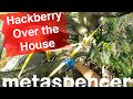 Hackberry Over the House