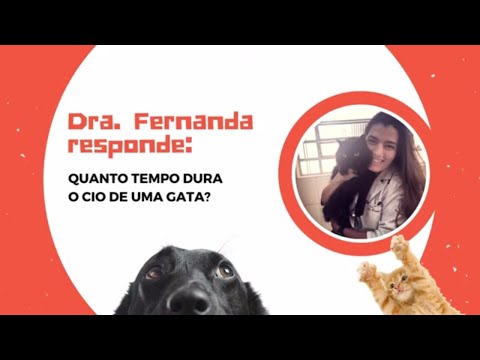 Vídeo: Quanto Tempo Dura O Estro Para Cães E Gatos?