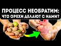 Неожиданный эффект! Ударная доза грецкого ореха сопоставима с…