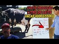 CUSTOS PARA PRODUZIR 1L DE LEITE COM VACAS DE 400KG/550KG EM 1 HECTARE!!