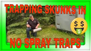 what is the best bait for skunks??