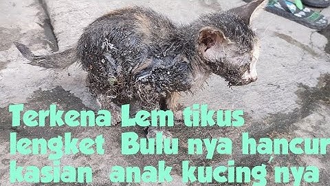 Terjebak Lem Tikus #kucingjalanan #kucing #lemtikus