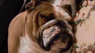 10 Funniest Bulldog Videos #2 | Funny Animals