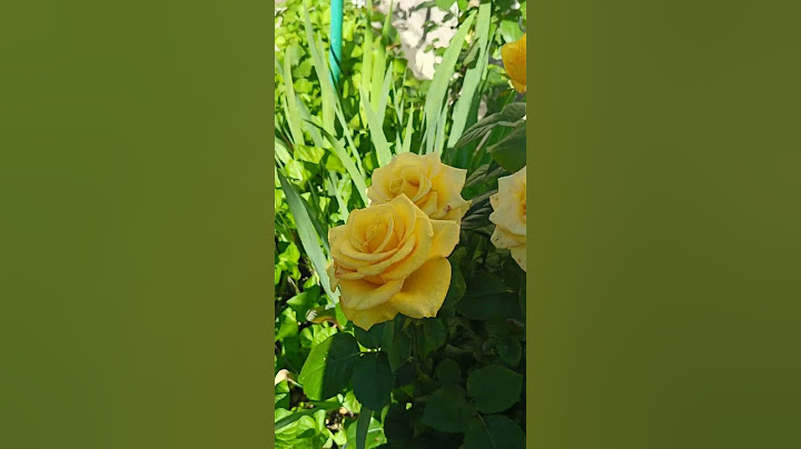 Знову знімає 😺🐾🌱🌹#кітговорить #життяяквоноє #reels #rose #приколизкотами #гуморукраїнською #лайк