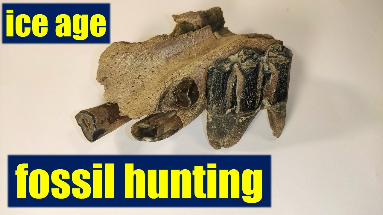 Found GREAT horse jaw incisors, bison tooth& other ice age fossils ...