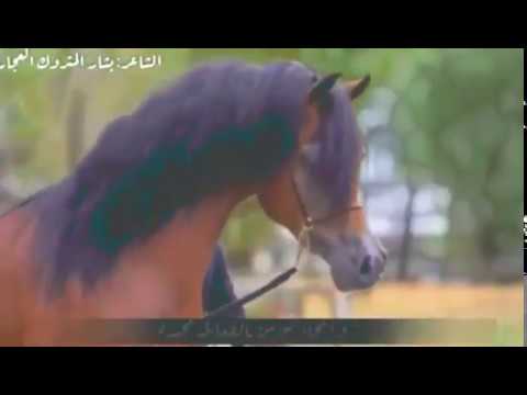 اجمل شعر عن الخيل حالات واتس اب عن الخيل