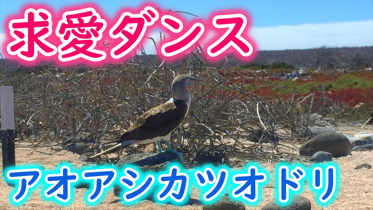 Hd アオアシカツオドリの求愛ダンス ガラパゴス Dancing Blue Footed Booby Youtube