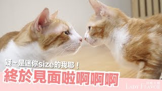 大貓跟小貓終於見面了好緊張喔【好味貓日常】EP18