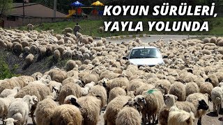 Koyun sürüleri, yayla yolunda