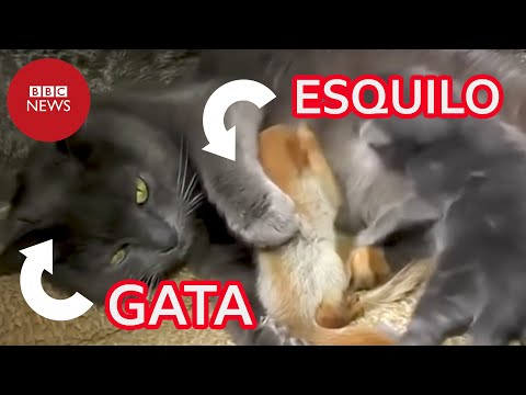 Gata adota quatro filhotes órfãos de esquilo