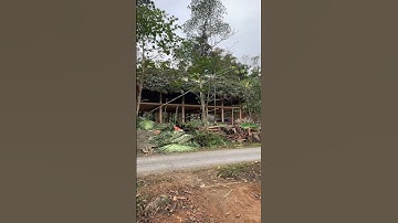 Dựng nhà sàn của người Tày xã Khánh Thiện - Lục Yên - Yên Bái P5