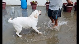 Labrador Max And My Dad Plays Like A Child In Rain Water | Dog And Dad |