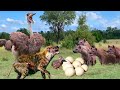 Speed Race! Angry Mother Ostrich Chase And Kick Hyenas To Death To Protect Her Eggs